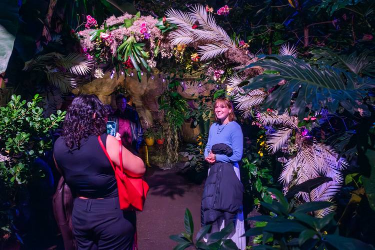 Orchitds displayed in the Costa Rica Glasshouse Biome.